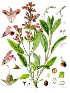 Salvia_officinalis_Köhlers_Sage